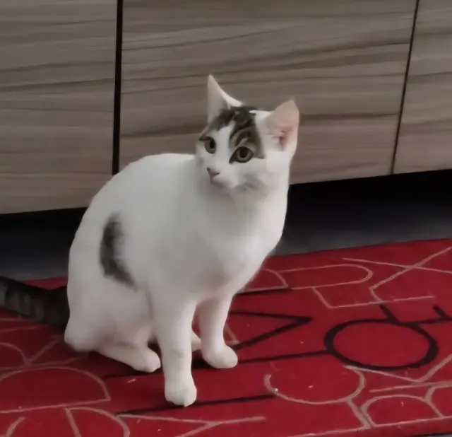 chat lost   10600  Baydoude