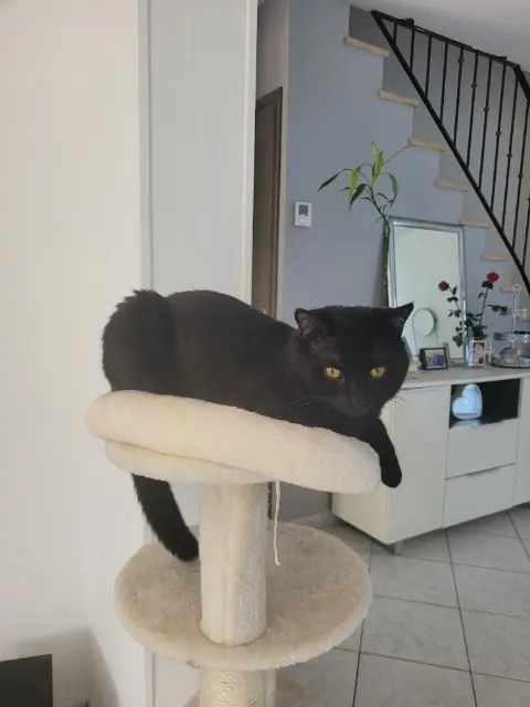 chat lost   10120 Saint-André-les-Vergers Bebe