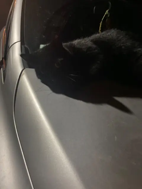 chat lost   10270 Lusigny-sur-Barse Chatnoir