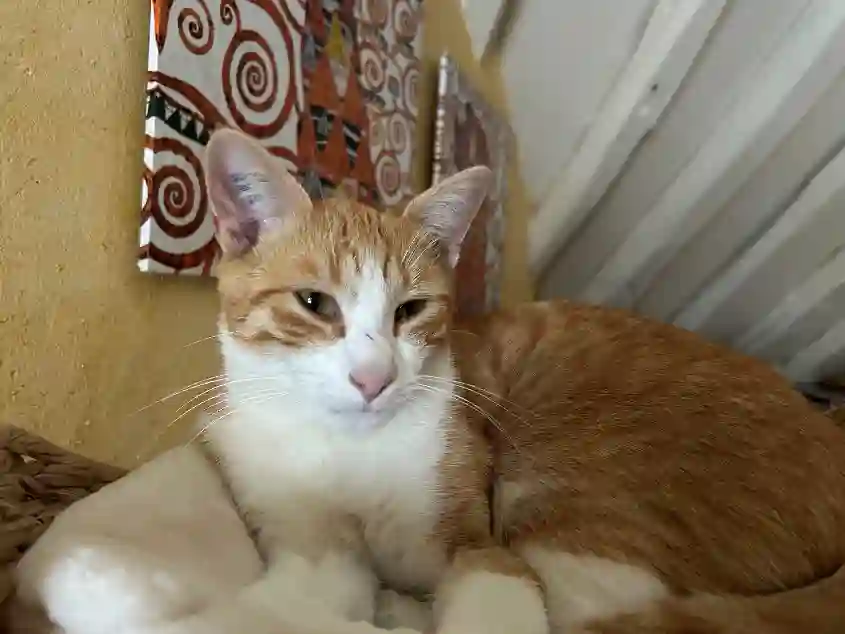 Chat Perdu 10 Aube - Chatounet Chat Perdu 10 Aube - Chatounet