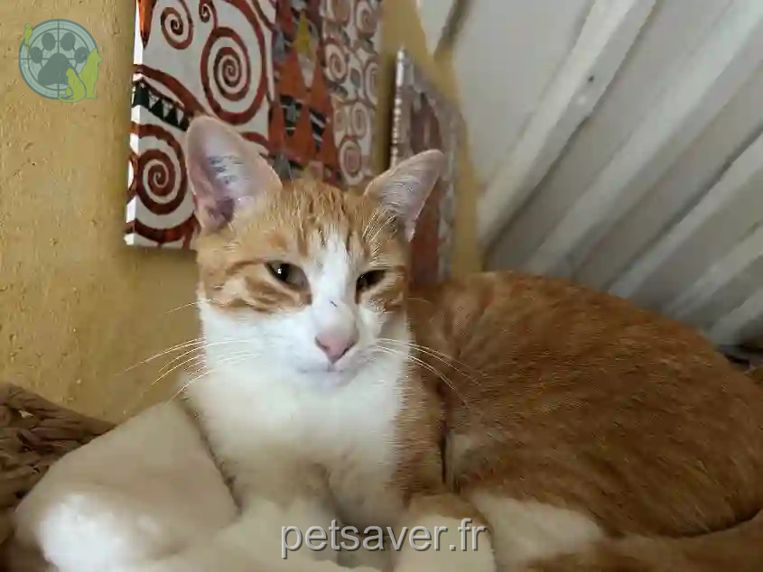 Chat Perdu 10 Aube - Chatounet Chat Perdu 10 Aube - Chatounet