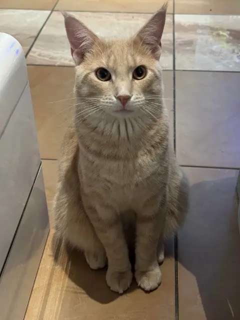 gato perdido 10600 Crunch gato lost 10600 Crunch