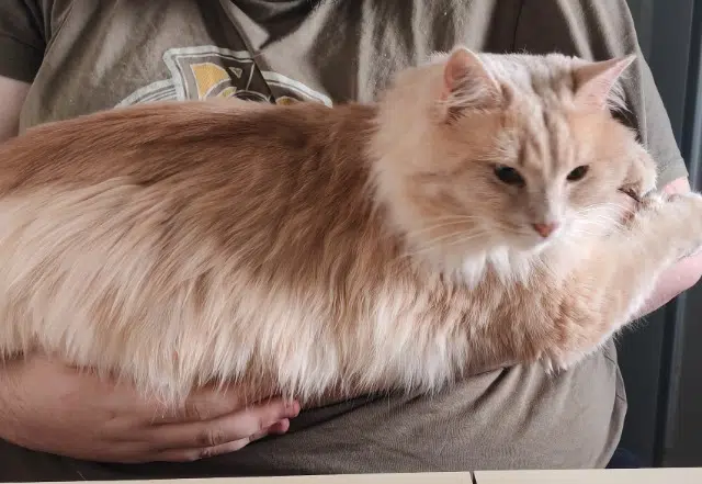 chat lost   10320 Bouilly Côton