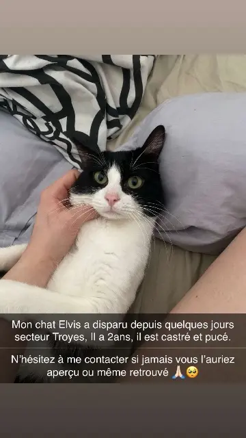 chat lost   10000 Troyes Elvis