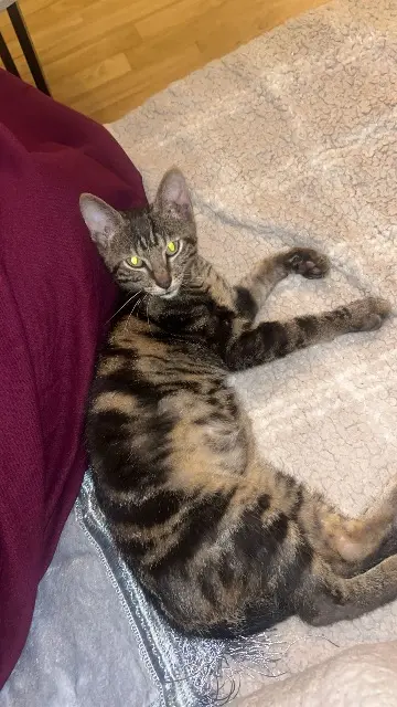 chat lost   10000 Troyes Eren