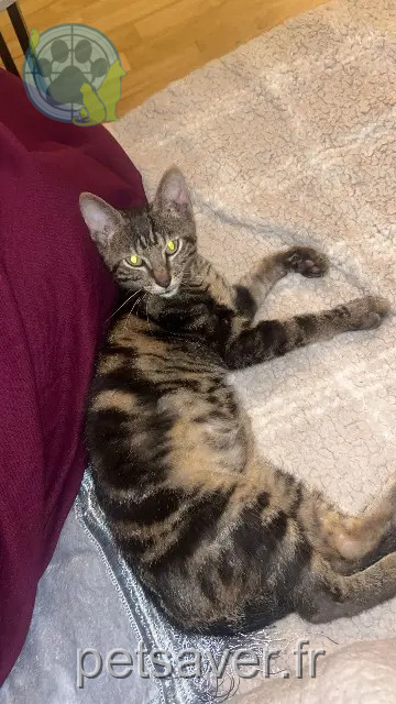 Kater vermisst 10000 Troyes Eren Kater lost 10000 Troyes Eren