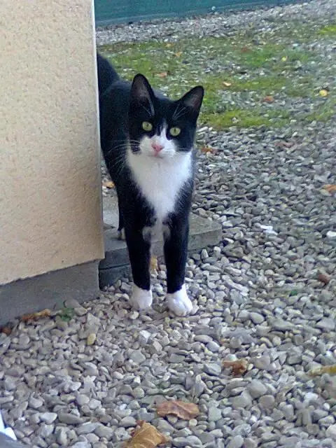 chat lost   10430 Rosières-près-Troyes Figaro