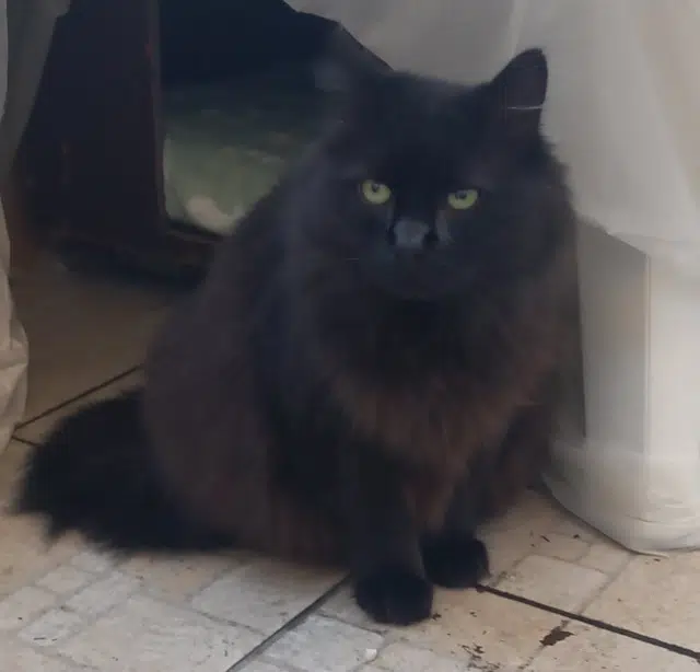 chat lost   10300 Sainte-Savine Frimousse