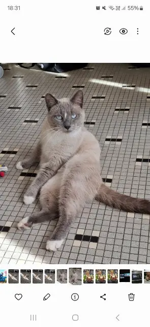 chat lost   10400 La Villeneuve-au-Châtelot Gribouille
