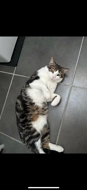 chat lost   10100 Romilly-sur-Seine Guizmo