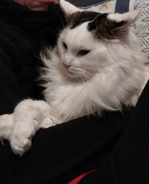 cat lost   10370 Villenauxe-la-Grande Junior