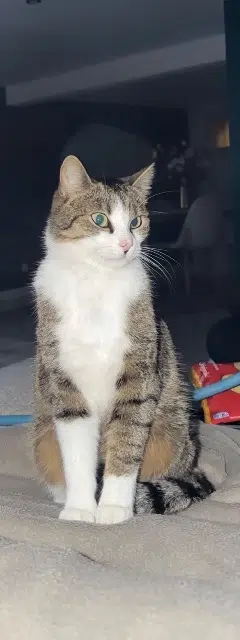 chat lost   10440 Torvilliers Kenaï