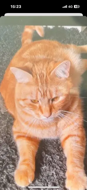 chat lost   10000 Troyes Luffy