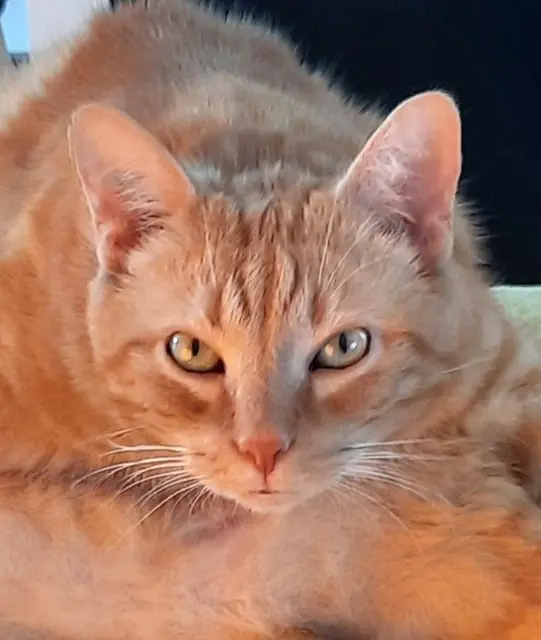 chat lost   10150 Charmont-sous-Barbuise Lupin