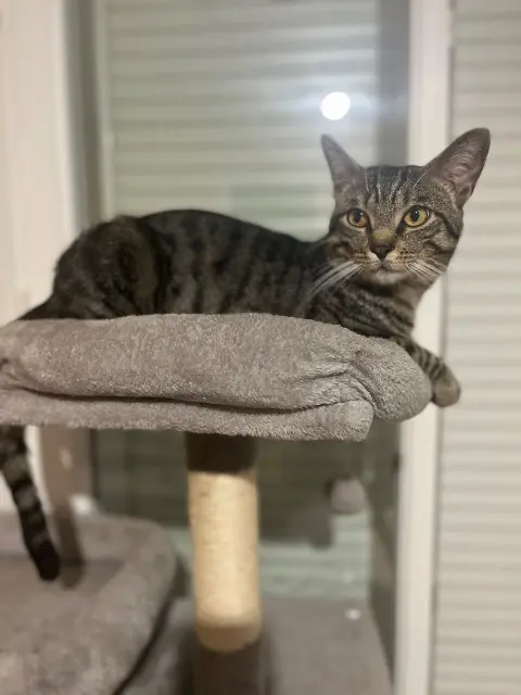 chat lost   10120 Saint-André-les-Vergers Malo