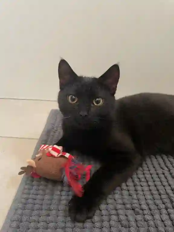 Chat Perdu 10 Aube - Milo Chat Perdu 10 Aube - Milo