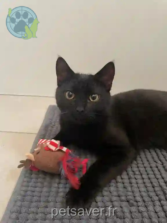 Chat Perdu 10 Aube - Milo Chat Perdu 10 Aube - Milo
