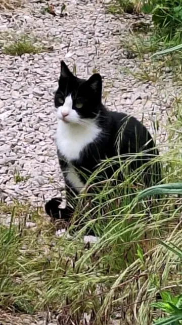 chat lost   10000 Troyes Mushroom