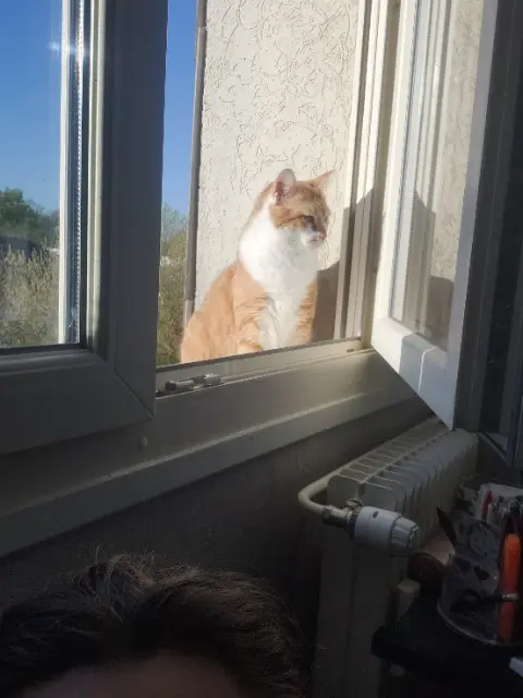chat lost   10300 Sainte-Savine Nougat