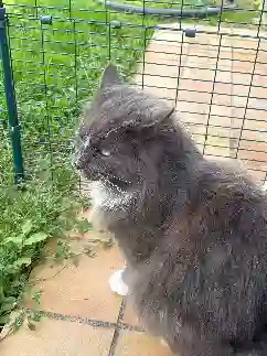 Chat Perdu 10 Aube - Orios Chat Perdu 10 Aube - Orios