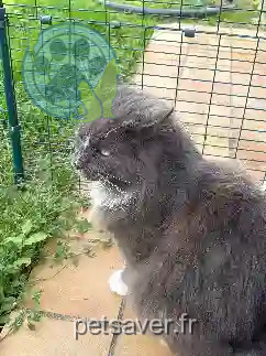 Chat Perdu 10 Aube - Orios Chat Perdu 10 Aube - Orios