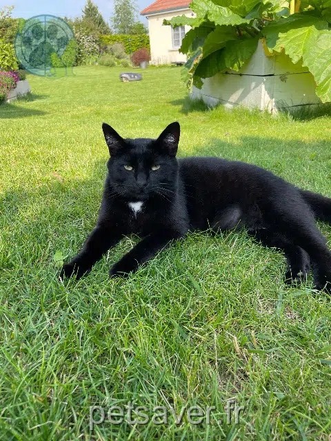 chat lost   10300 Macey Pacha