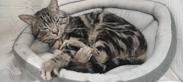 chat lost   10450 Bréviandes Pakito