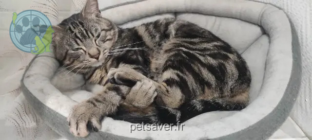 chat perdu 10450 Bréviandes Pakito chat lost 10450 Bréviandes Pakito