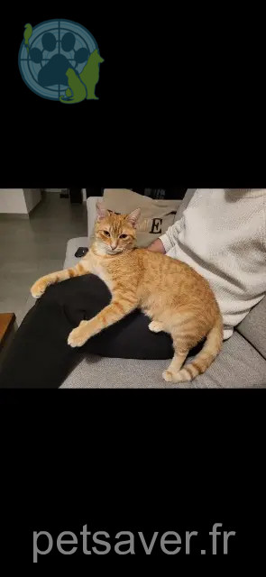 gato perdido 10120 Saint-André-les-Vergers Pierre gato lost 10120 Saint-André-les-Vergers Pierre