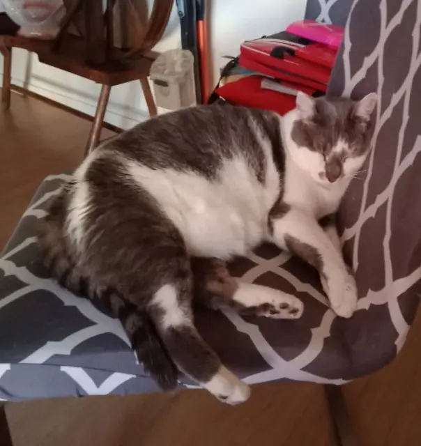 chat lost   10000 Troyes Polo