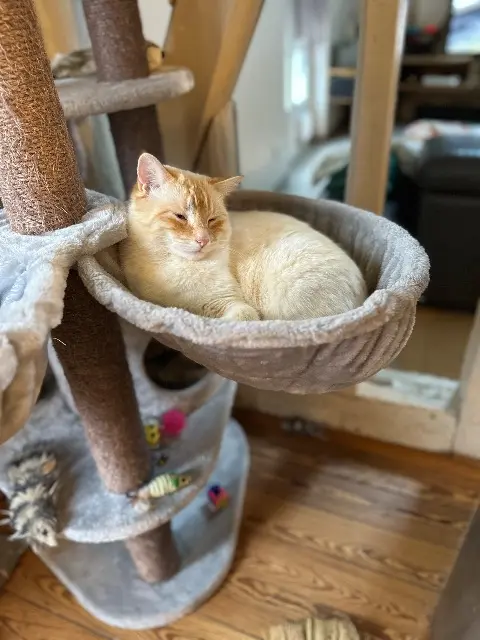 chat lost   10150 Sainte-Maure Pompon