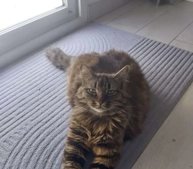 gatto perso 10270 Lusigny-sur-Barse Pouf gatto lost 10270 Lusigny-sur-Barse Pouf