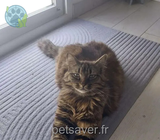 gatto perso 10270 Lusigny-sur-Barse Pouf gatto lost 10270 Lusigny-sur-Barse Pouf