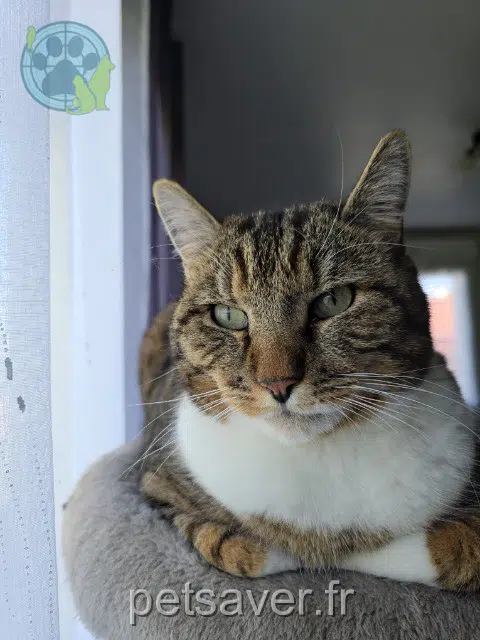 chat lost   10500 Petit-Mesnil Rififi