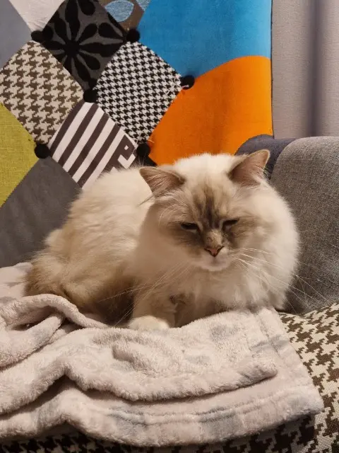 chat lost   10180 Saint-Lyé Rmès