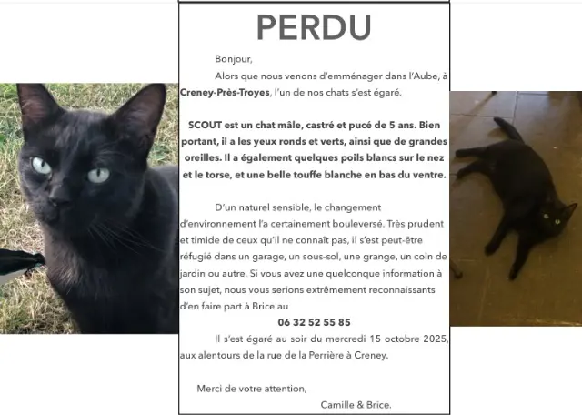 chat lost   10150 Creney-près-Troyes Scout