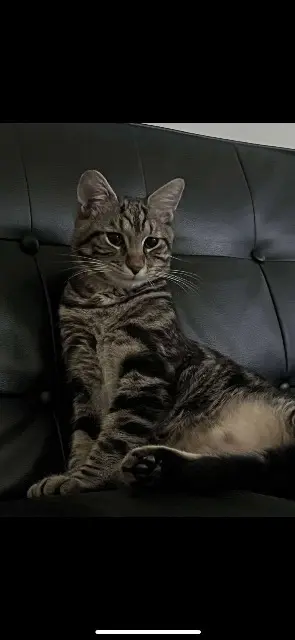 chat lost   10000 Troyes Sossa