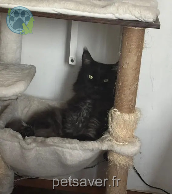 gato perdido 10000 Troyes Sparow gato lost 10000 Troyes Sparow