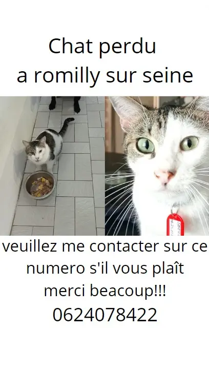 Chat Perdu 10 Aube - Speed Chat Perdu 10 Aube - Speed