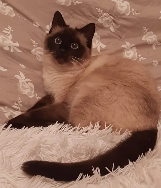 chat lost   10700 Trouans Tino