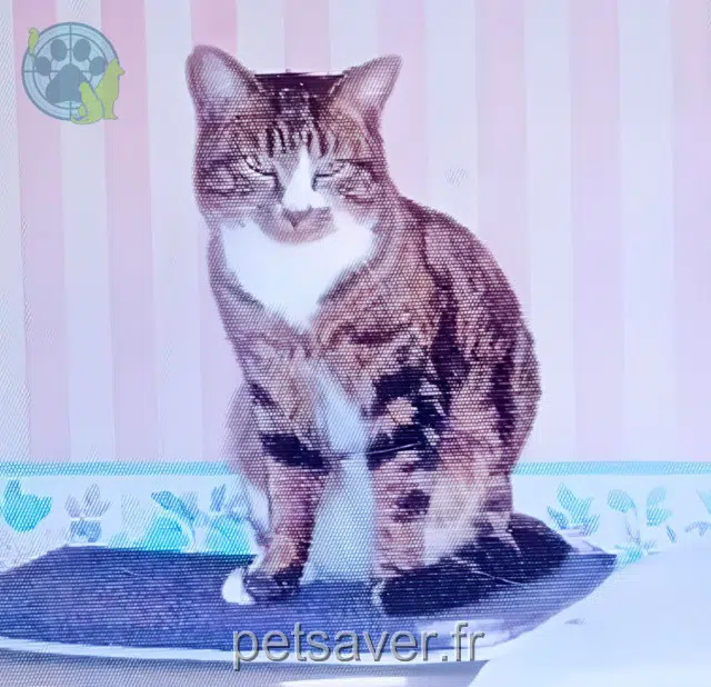 gatto lost   10100 Gélannes Titi
