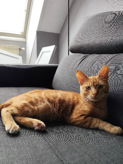 Chat Perdu 10 Aube Troyes - Scratchy Chat Perdu 10 Aube Troyes - Scratchy