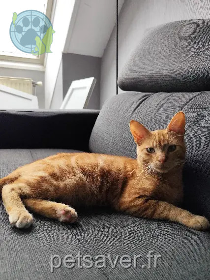 Chat Perdu 10 Aube Troyes - Scratchy Chat Perdu 10 Aube Troyes - Scratchy