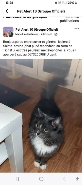 chat lost   10300 Sainte-Savine Tysha
