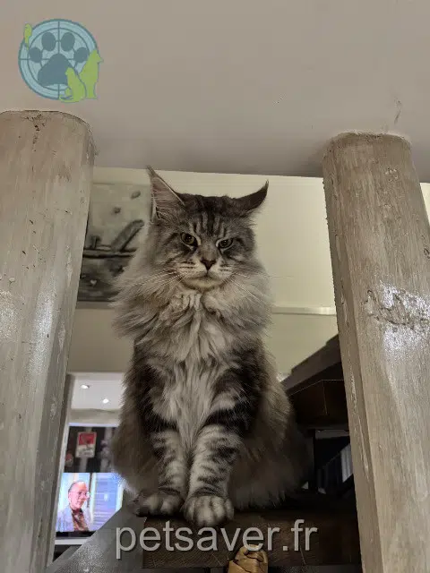 chat lost   10410 Saint-Parres-aux-Tertres Ulysse