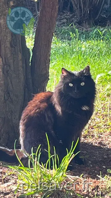 chat lost   10100 Romilly-sur-Seine Uno