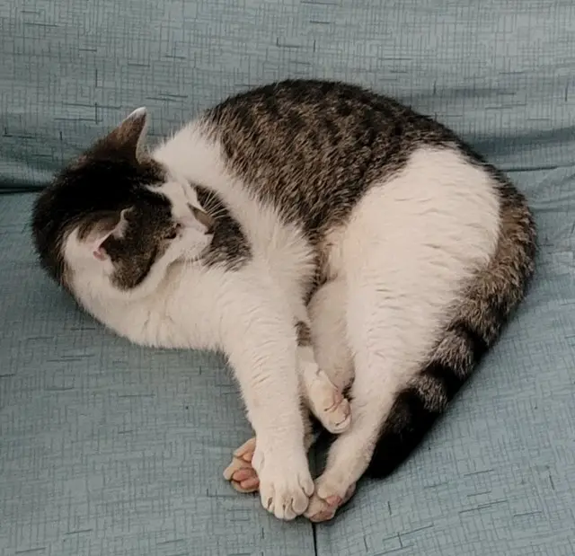 chat lost   10000 Troyes Vickitty
