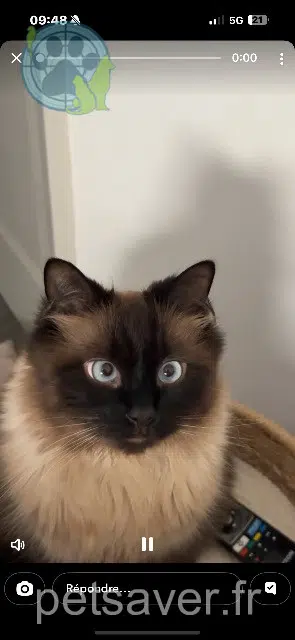 chat lost 10000 Troyes Winnie