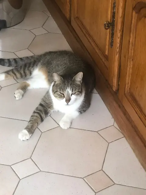 chat lost   10350 Le Pavillon-Sainte-Julie Zorro