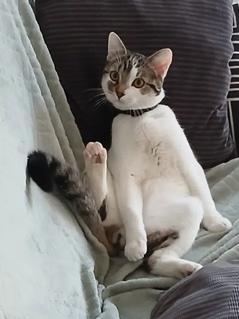 chat lost   11290 Lavalette Atis